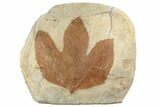 Fossil Sycamore Leaf (Macginitiea) - Montana #196802-1